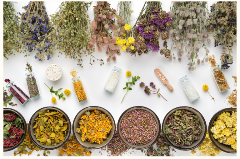 plantes médicinales